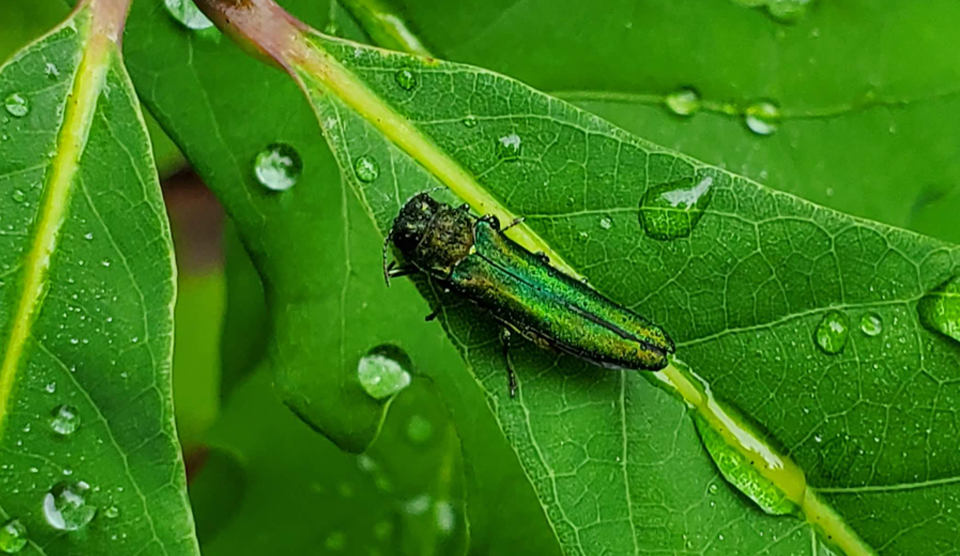 Emerald Ash Borer on leafe