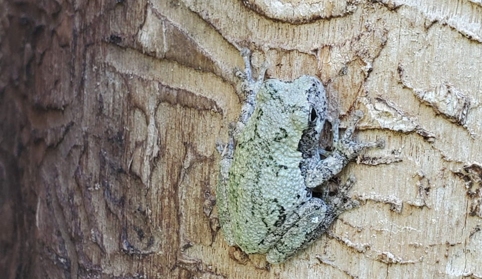 frog on tree