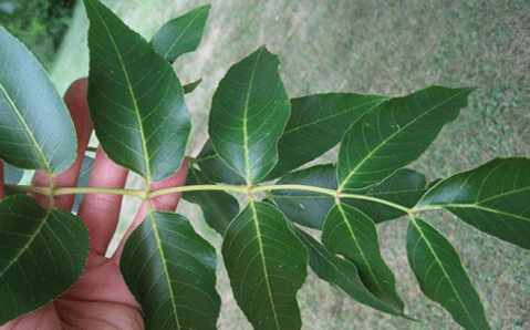 blue ash leaf