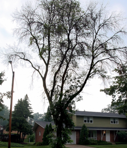 branch flagging of tree