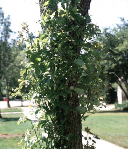 epicormic shoots on tree