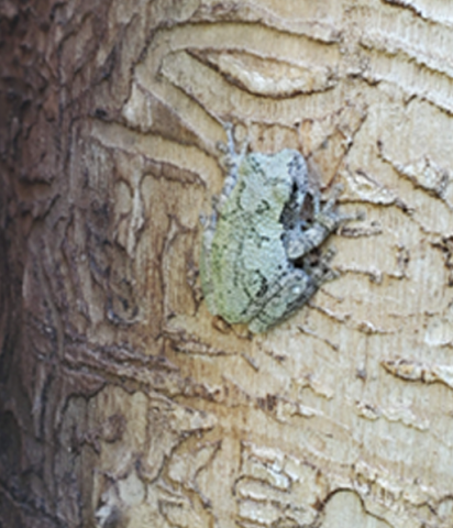 Emerald ash borer larvae