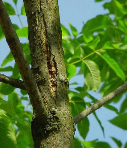 Splitting Bark