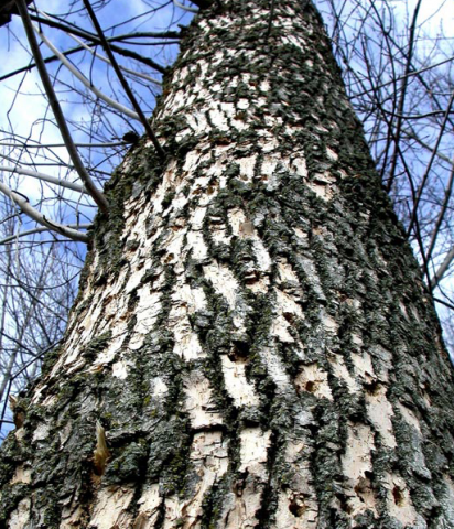 woodpecker damage on tree